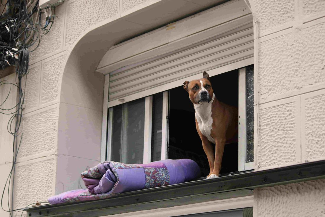 20 Heartfelt Pet Loss Quotes — and How to Keep Their Memory Alive - Soft Hours