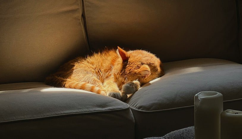 20 Questions People Ask After Losing a Pet (And Honest Answers) - Soft Hours