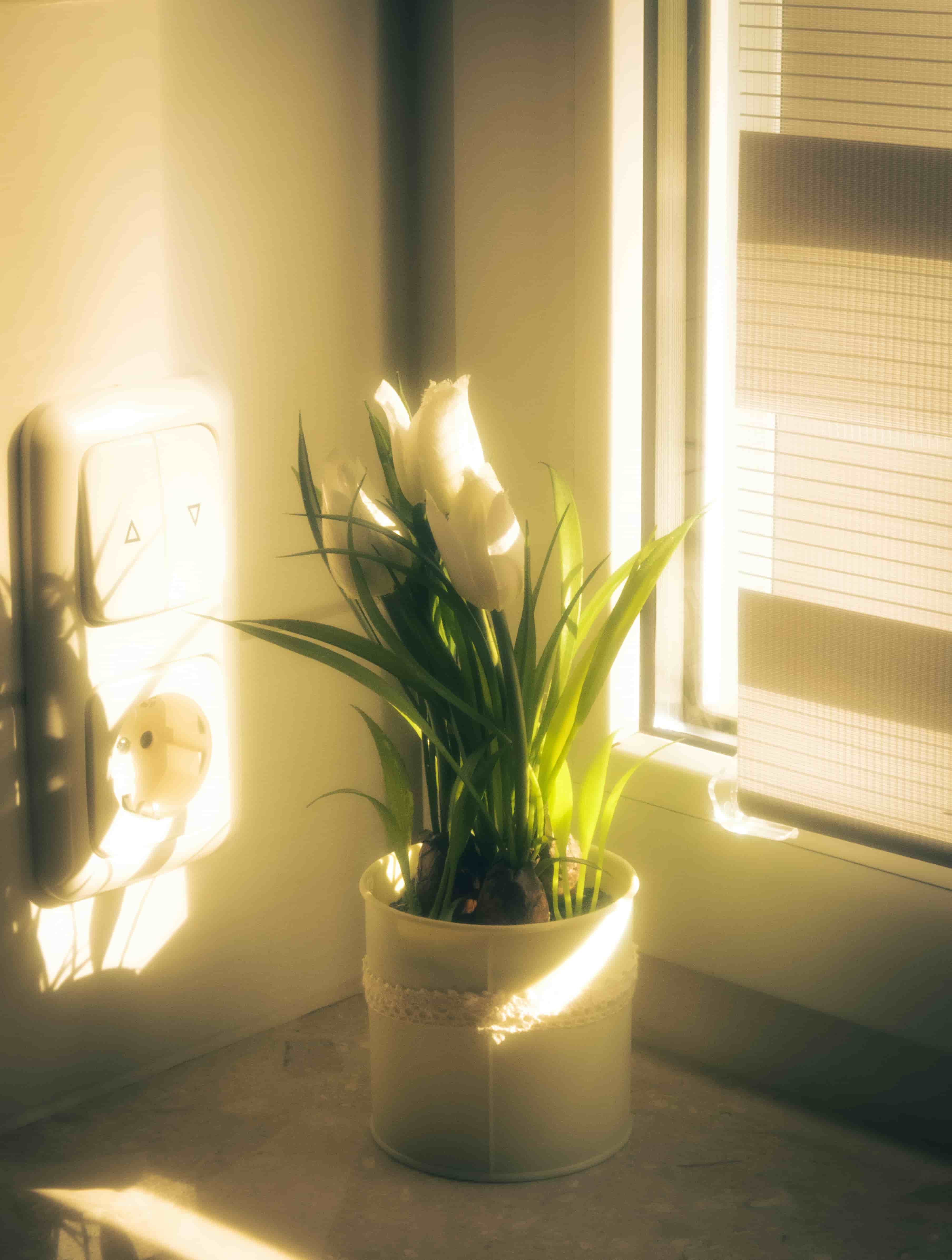 Healthy Ways to Remember and Honour Your Pet - Soft Hours