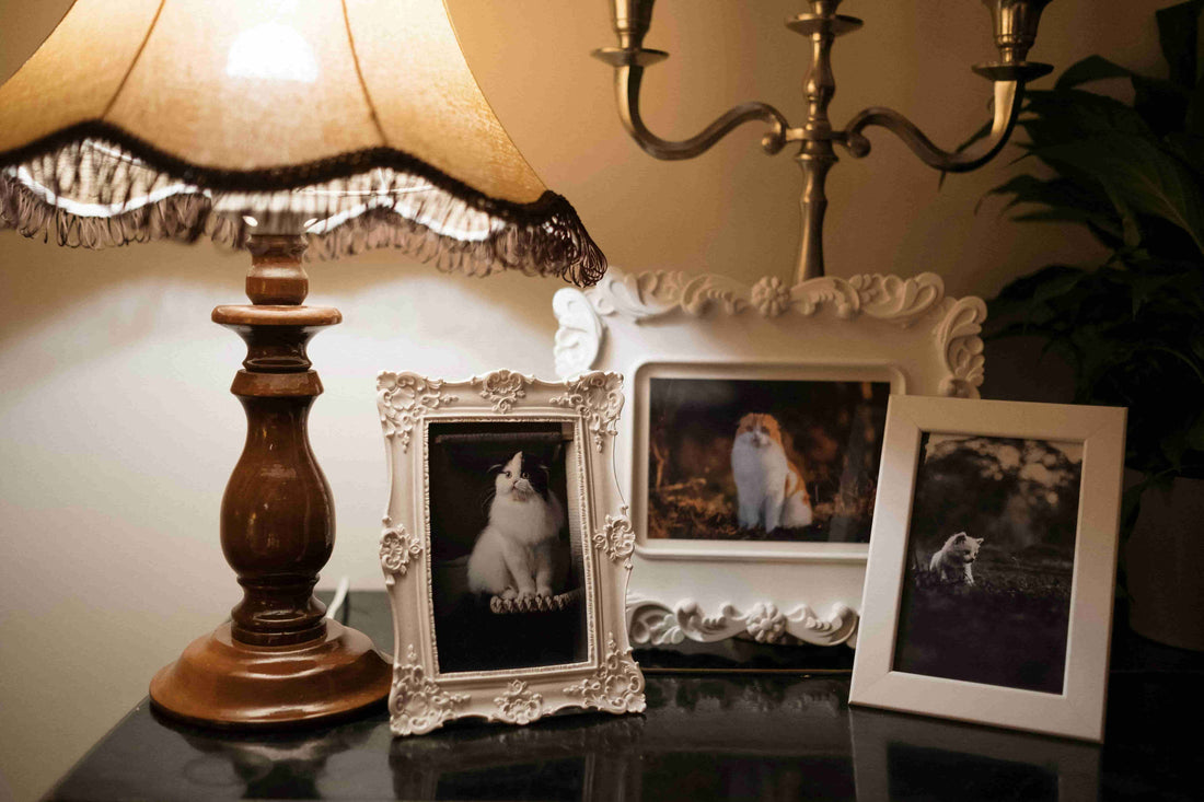 Remember Pet Every Day Memorial Ideas - Soft Hours