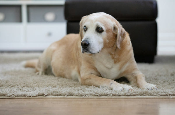 Senior Dog Bucket List: 25 Things to Do With Your Old Dog - Soft Hours