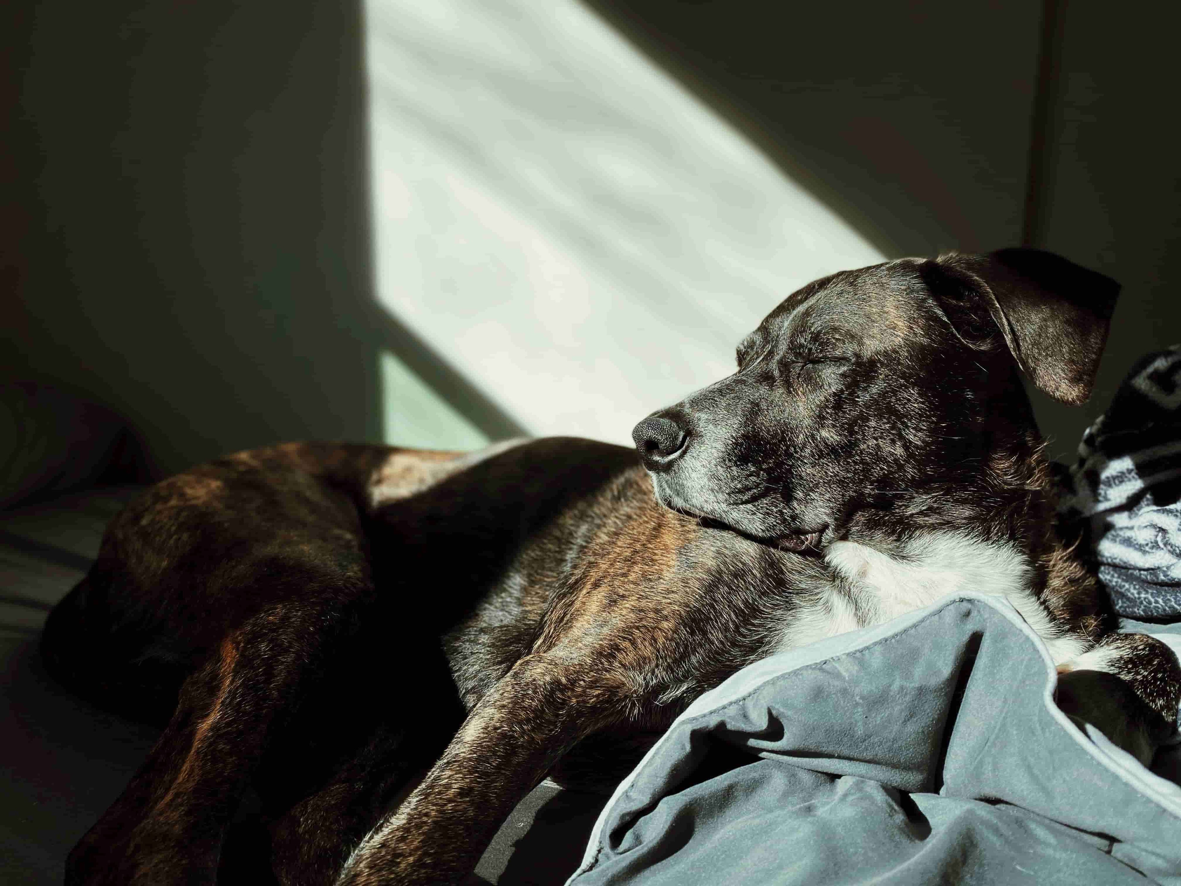 Signs Your Old Dog Is Dying: What to Expect & How to Prepare - Soft Hours