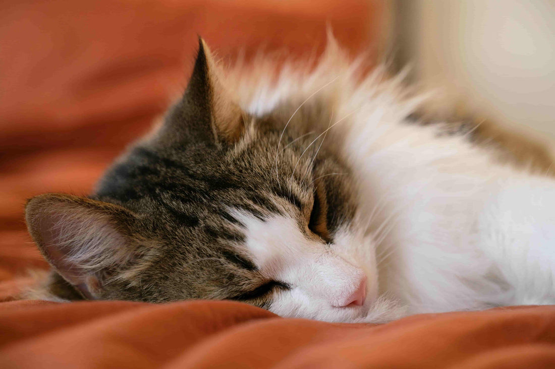What to Do When Pet Dies - Soft Hours